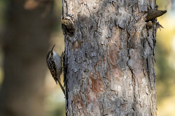 close up of a tree trunk