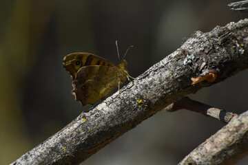 Speckled wood butterfly (Pararge aegeria 