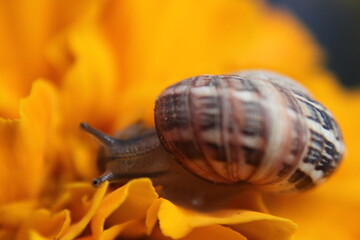 snail on a leaf