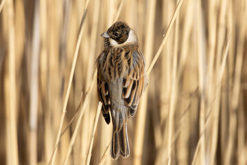 bird of prey