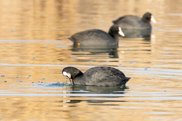 duck on the water