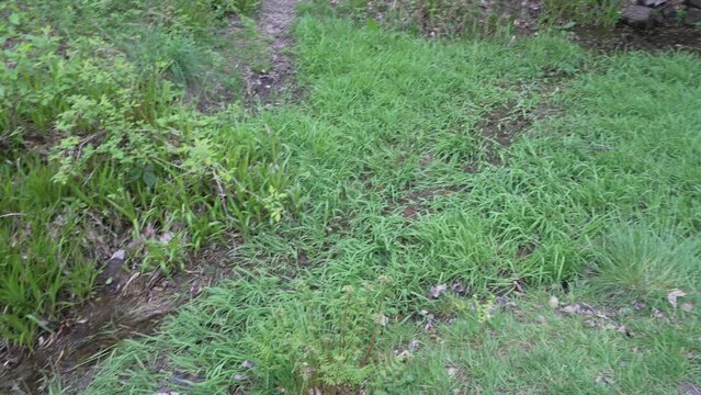 Ederquelle is the source of the river Eder in the Rothaargebierge mountains in Germany.