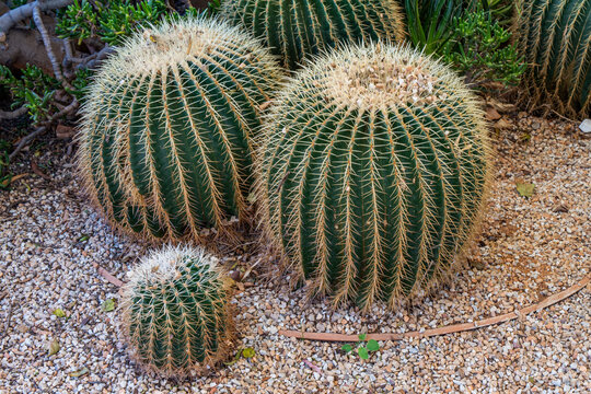 Echinocactus grusonii, photographed in South Africa.  A very beautiful garden plant.