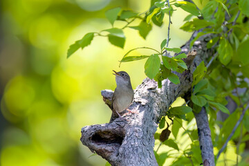 The house wren (Troglodytes aedon) perched on a tree branch