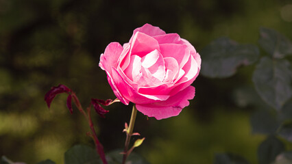 Nature's Palette: The Vibrant Colors of Flowers in the Park