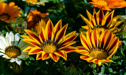 Gazania krebsiana flowers. Spectacular natural colors on display in a South African garden.