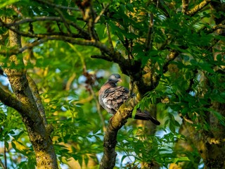 A pigeon waking up! 

Shot on the Sony a7IV plus the SONY FE 200-600MM F/5.6-6.3 G OSS
