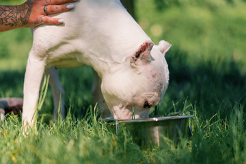 beautiful white dog of pit bull breed staffordshire terrier on a walk in the park resting drinking...
