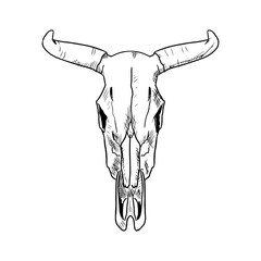Cow skull. Vector illustration. Isolated object on a white background. Hand-drawn style.