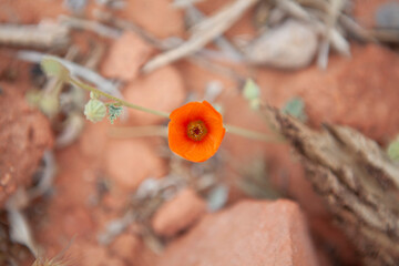 Desert Globe Mallow closeup