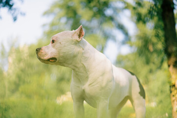 Obraz na płótnie Canvas portrait of a beautiful white dog of the pit bull breed Staffordshire terrier on a walk in the park resting