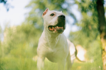 Obraz premium portrait of a beautiful white dog of the pit bull breed Staffordshire terrier on a walk in the park resting