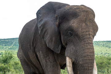 South African Safari Hluhluwe Zulu Rescued Wild Elephant