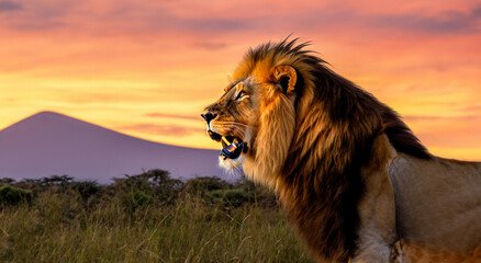 majestic and beautiful adult lion lying in the grassland of africa