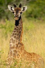 South African Safari Hluhluwe Zulu Wild Lion Baby Giraffe