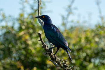 South African Safari Hluhluwe Zulu Wild Lion Glossy Ruppels Starling