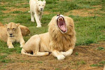 South African Safari Hluhluwe Wild White Lion Growl Big 5 Big Five