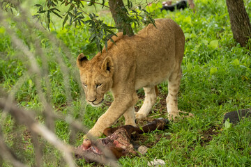 Naklejka na ściany i meble South African Safari Hluhluwe Wild Lioness with recent kill