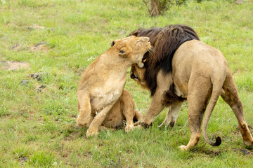 Fototapeta na wymiar South African Safari Hluhluwe Wild Lion Pair