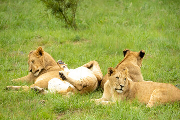 South African Safari Hluhluwe Wild Lion Pride