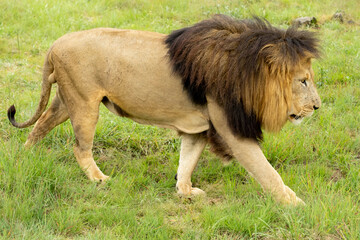 South African Safari Hluhluwe Wild Lion Big Five 5 Cat