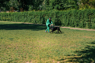 Fototapeta premium a woman plays with a black dog of a large cane corso breed on a walk in the park with a toy dog obeying the master's commands
