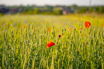 Field with poppies, flowers, ears of wheat or erysipelas, cornflowers, weeds.