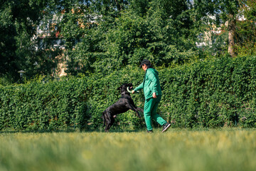 a woman plays with a black dog of a large cane corso breed in the park the dog picks up a toy the dog jumps after her in the air