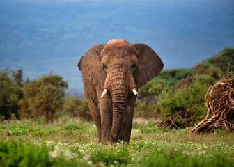 Fototapeta na wymiar African Elephants in Amboseli