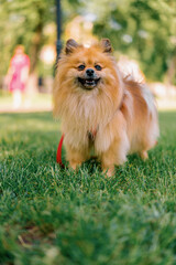 portrait of a small red-haired cute fluffy pomeranian spitz dog walking in the park animals in nature close-up