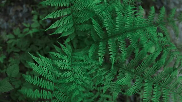 Beautiful fern leaf texture in nature. Natural ferns blurred background. Fern leaves Close up. Fern plants in forest. Background nature concept. High quality FullHD footage. High quality FullHD