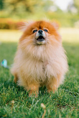portrait of a small red-haired cute fluffy pomeranian spitz dog walking in the park animals in nature close-up