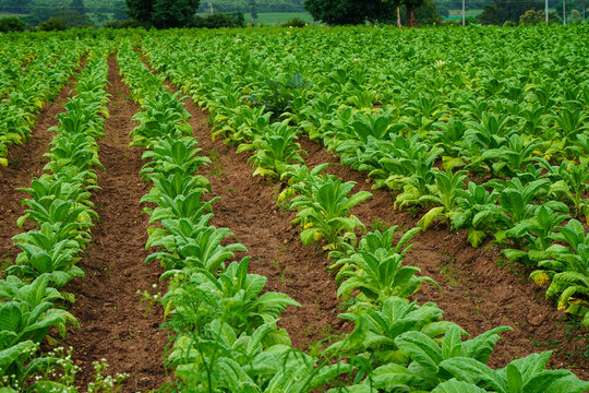 Cultivation of tobacco plants in a village field, belonging to the family of Solanaceae