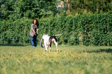 a young girl plays with a white dog of a large pit bull breed in the park the dog carries a toy in its mouth