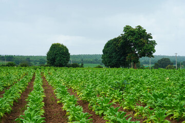 Cultivation of tobacco plants in a village field, belonging to the family of Solanaceae