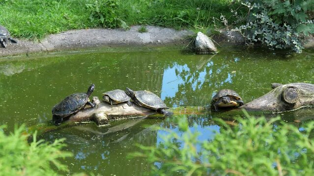 Row of Yellow bellied slider turtle. Trachemys Scripta Elegans