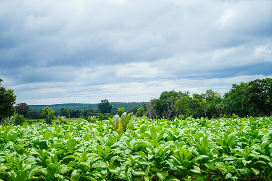 Cultivation of tobacco plants in a village field, belonging to the family of Solanaceae