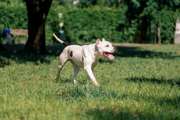 beautiful white dog with tongue sticking out pitbull staffordshire terrier on a walk in the park...