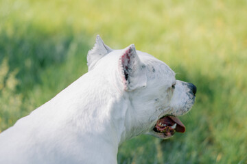 beautiful white dog with tongue sticking out pitbull staffordshire terrier on a walk in the park...