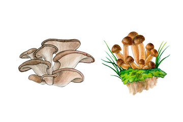 Watercolor set of mushrooms. Honey fungus, Oyster Mushroom. Realism. Forest mushrooms