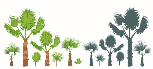 Set Fan palm trees, leaves and their silhouettes isolated on white background.