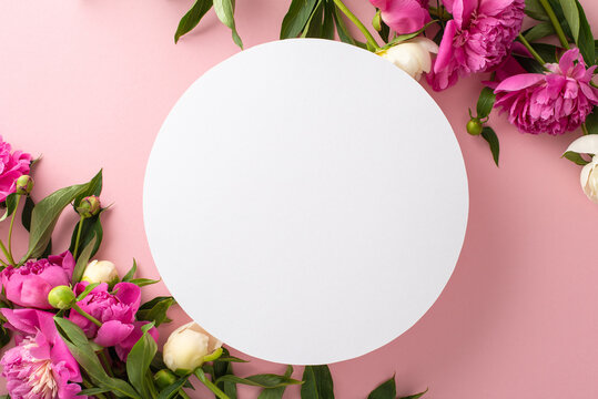 Fresh peony bouquet concept. Top view photo of white empty circle surrounded by bright pink and white peony flowers and buds on isolated pastel pink background with copy-space