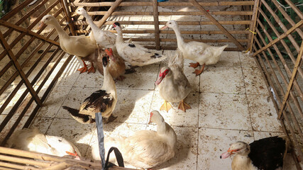 Brown and white ducks in farm. Brown ducks are sold at the Pasar Pon animal market in Ambarawa.
