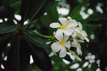 White plumeria on the plumeria tree, Beautiful flower background. Toned with color filter and soft noise to get old camera effect. Soft focus and blurred.