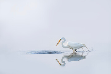 Great white egret fishes while sun and haze create a mirrior effect on the lake