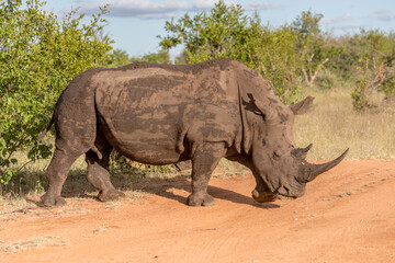 Fototapeta premium female Rhino in shrubland at Kruger park, South Africa