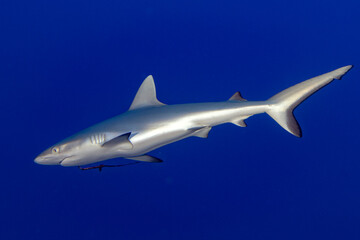Naklejka na ściany i meble Grey shark ready to attack underwater