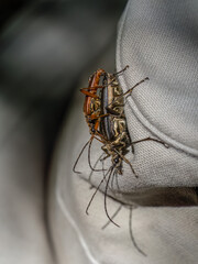 Variable longhorn beetle, stenocorus meridianus. Mating pair.