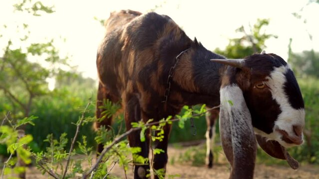 Goat eating green leaves in farm. Domestic Goats group grazing grass in field. Beautiful view from inside of thorny tree branch, leaves. long ears goat relaxing. Close-up wildlife concept.