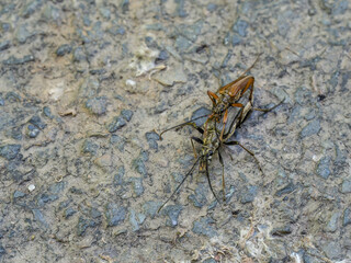 Variable longhorn beetle, stenocorus meridianus. Mating pair.